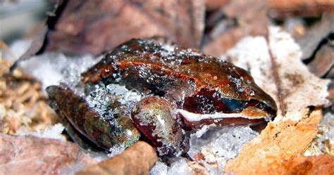 White Wolf : Arctic frogs come back to life after being frozen (Video)