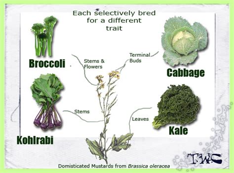 FAMILY BRASSICACEAE - THE WORLDWIDE VEGETABLES