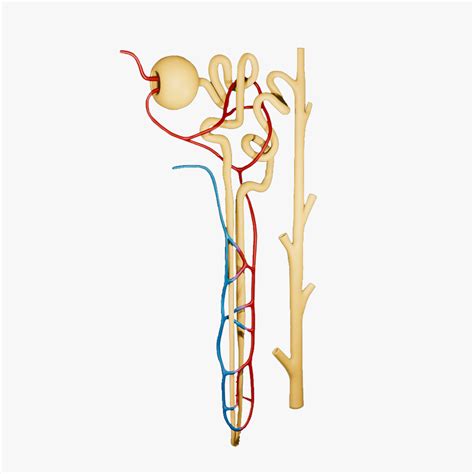 Nephron Structure