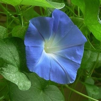 Blue Morning Glory - Flowers Photo (30709764) - Fanpop