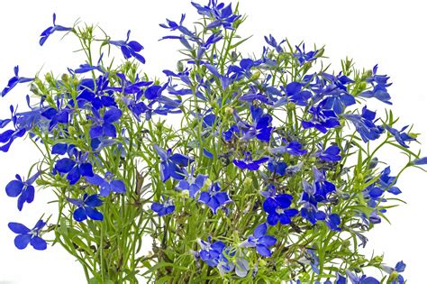 Lobelia, Crystal Palace- Annual Seeds – Hometown Seeds