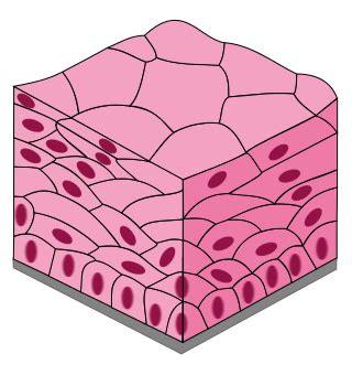 Stratified Squamous Epithelium Keratinized Drawing