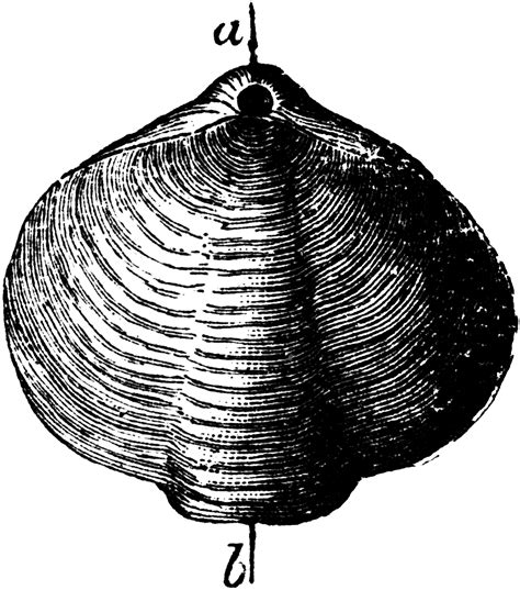 Athyris Brachiopod | ClipArt ETC