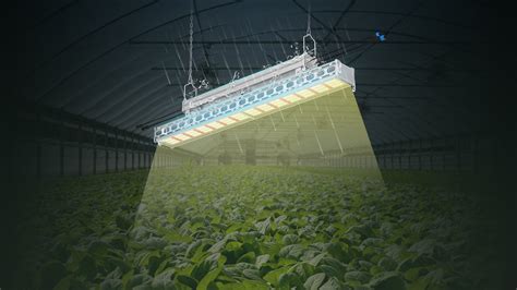 What Should Growers Know Before Choosing the Best Greenhouse LED Grow Light? | Medicgrow