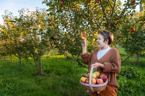 Apple Picking Season in the United States: State-wise Harvest Guide for ...