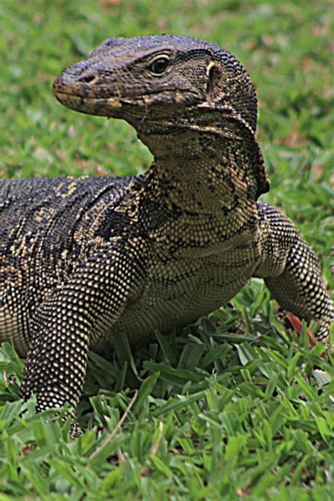 The Dragons of Bangkok: Asian Water Monitor Lizard