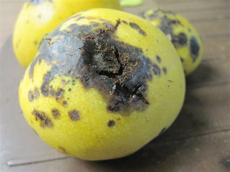 Mango with Anthracnose - UF/IFAS Extension Pinellas County