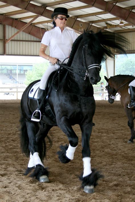 Pics from Dressage @ Lexington 2007 | The Horse Forum