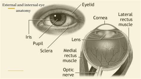 Night blindness Causes, Symptoms, Diagnosis & Treatment | Eyemantra