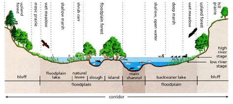 Cross section of a river corridor. The main components of the river ...