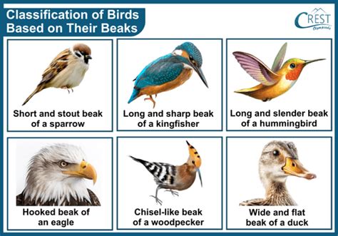 Types of Birds Class 3 Notes | Science Olympiad