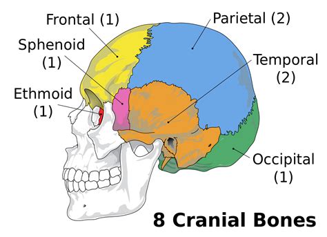 The total number of bones in the human skull is?