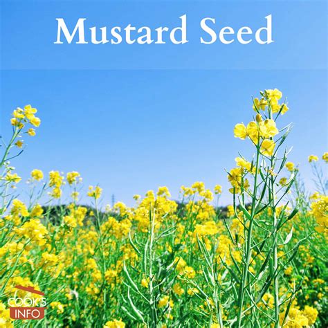 Mustard Seed - CooksInfo