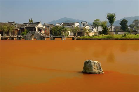 Bright red Euglena algae scum surrounding rock in Longxi river w ...