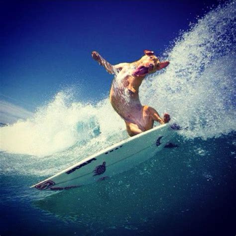 Dog Style | Surfing, Dogs of the world, Dogs