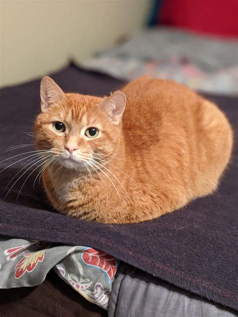 Cat loaf! : r/aww