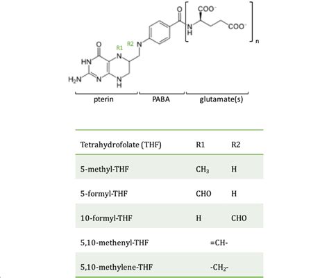 Structure of tetrahydrofolate (THF). THFs are composed of pterin, PABA,... | Download Scientific ...