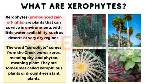 Xerophytes-Definition, Charectristics, Taxonomy, and Habitat