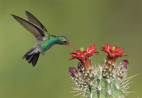 Southeastern Arizona: Hummingbird Heaven » Bird Watcher's Digest