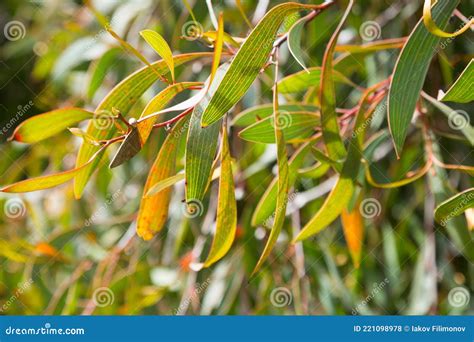 Hakea laurina leaves stock photo. Image of leaves, branch - 221098978