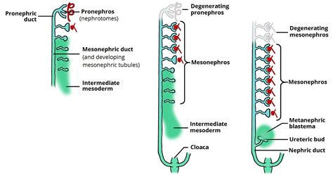 Development of the Urinary System - Kidney - Bladder - TeachMeAnatomy