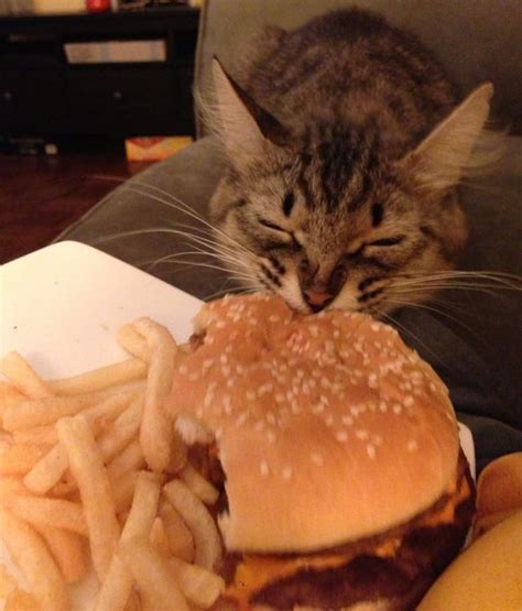 My cheeseburger-eating foster cat : r/Austin