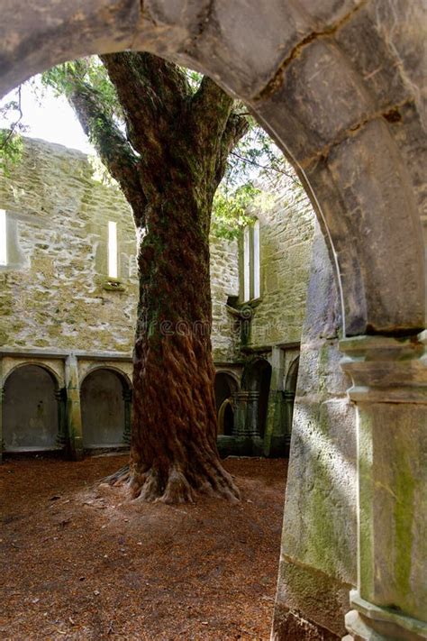 Muckross Abbey and Cemetery in Killarney National Park, Ireland, Ring ...