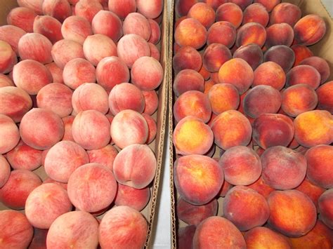 Brenda's Berries & Orchards: Many Yellow & White Peaches Ripe