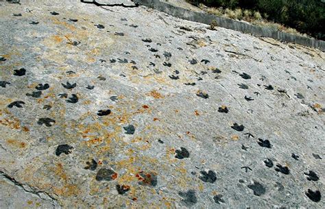 Dinosaur footprints: how do they form and what can they tell us ...