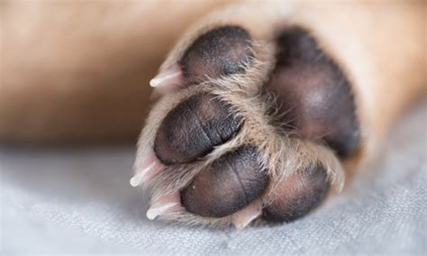 How to Treat Common Paw Problems in Dogs | Veterinarian in Salem, CT ...