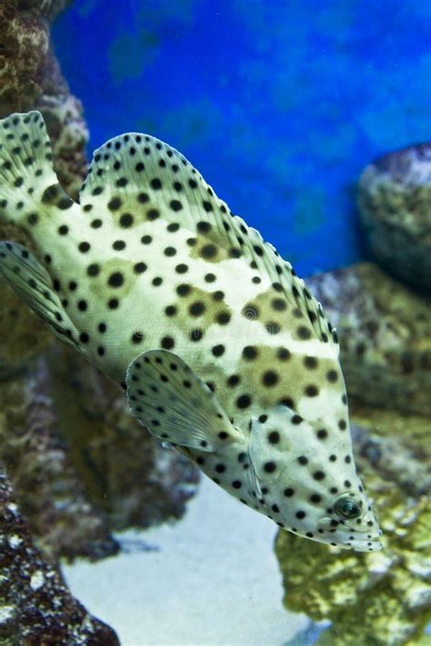 Fish Panther grouper stock image. Image of tropical, white - 30766003