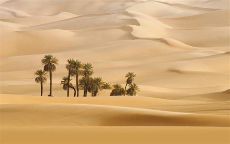 2880x1800 Resolution Trees In Desert Dune Photography Macbook Pro Retina Wallpaper - Wallpapers Den