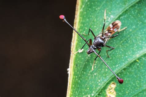 Resting Stalk-eyed Fly - Insect Week