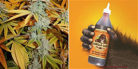 What are the disadvantages of Gorilla Glue? - Glue Things