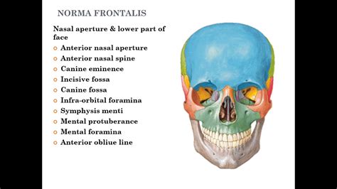 Norma Frontalis - YouTube