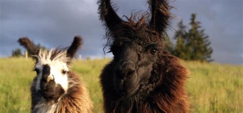 Wildlife in the Cairngorms National Park