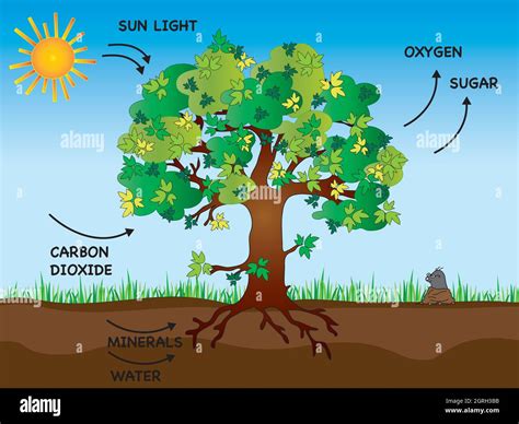 illustration of photosynthesis with tree Stock Photo - Alamy