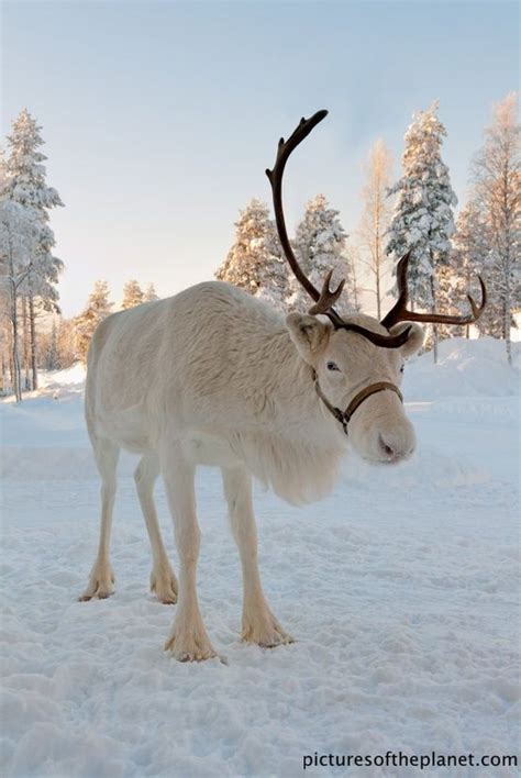 grandjunctionbroker: Male reindeer shed their antlers at the end of the mating season in early ...