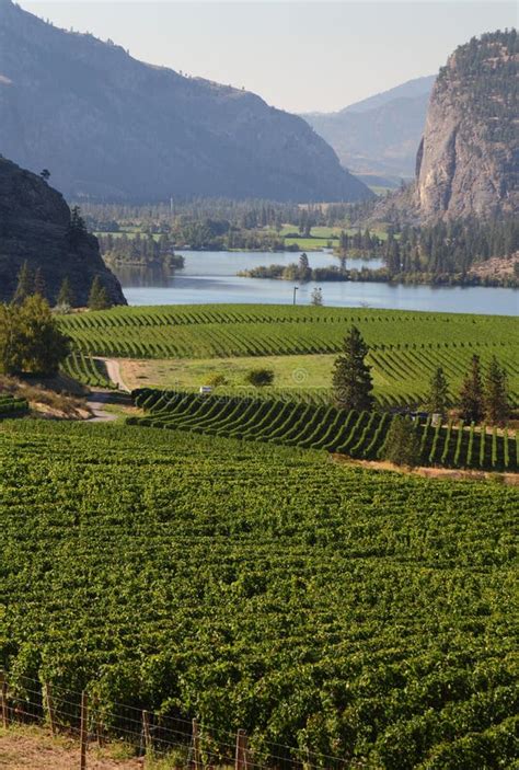 Okanagan Vineyard Scenic, British Columbia Stock Photo - Image of green, agriculture: 31313318