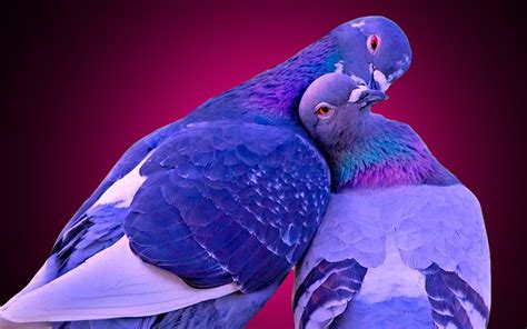 1920x1200, Love Birds Kissing Wallpaper Data Id 268325 - Love Birds ...