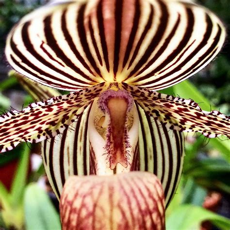 5-five-5: The gold of Kinabalu (Paphiopedilum rothschildianum)