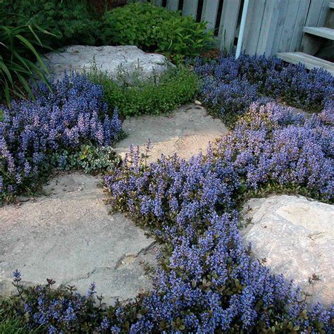 11 Plants for Rock Gardens (That Aren't Just Succulents!)