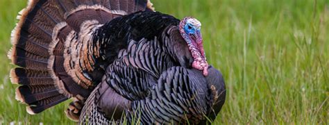 Dr. Tom on Beardless Gobblers and Bearded Hens – Bowhunting.Net