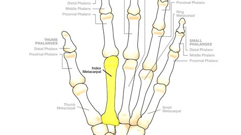 Hand - Index Finger Bones - Index Choices