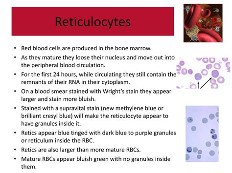 PPT - Performing a Reticulocyte Count PowerPoint Presentation, free download - ID:6523260