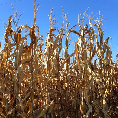 Farm Dover: Harvesting Corn