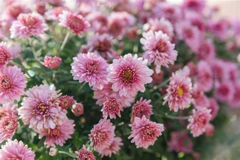 Hardy Chrysanthemums (Garden Mums): Plant Care & Growing Guide