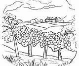 Free Vineyard Coloring Pages – Corner sketch template