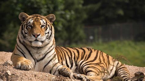 China strives to protect endangered Siberian tigers - CGTN