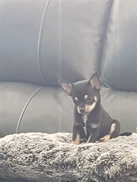 Black and tan chihuahua puppies | in Newtownabbey, County Antrim | Gumtree